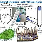bet test in microbiology